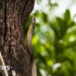 India children fall ill 'after dead snake found in school meal'