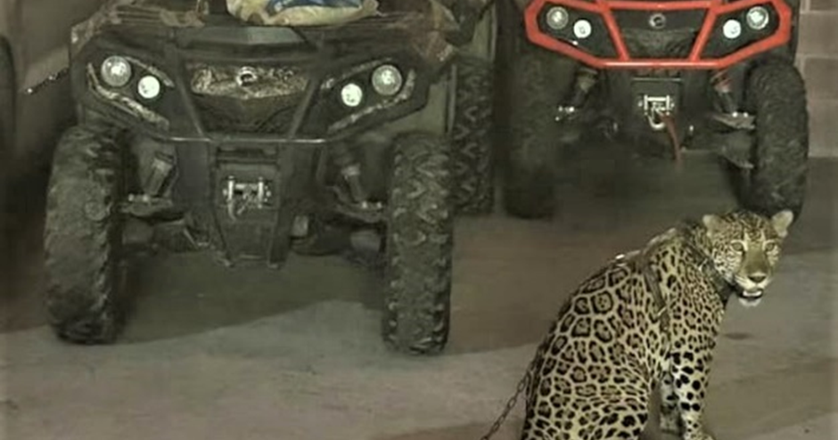 U.S. releases image of jaguar seized from leader of powerful cartel while announcing new sanctions